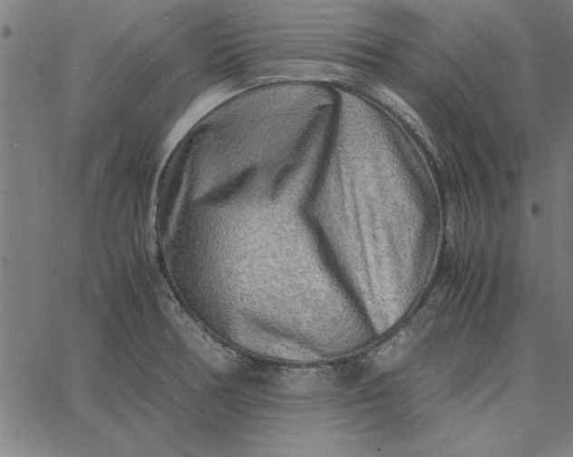 X0000065251378200603031753