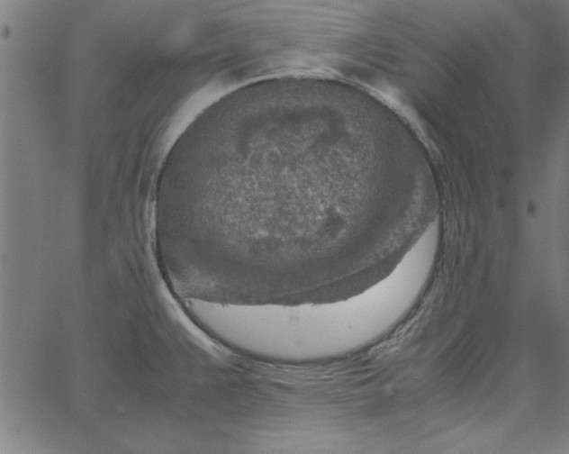 X0000065251383200603031753