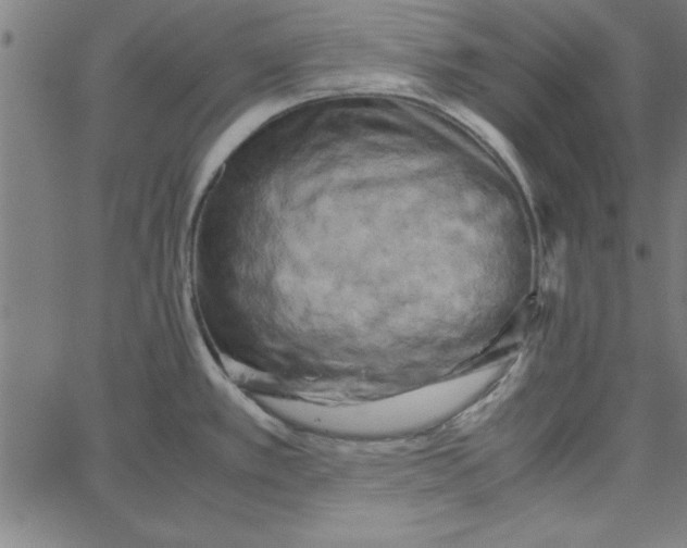 X0000065251389200603031752