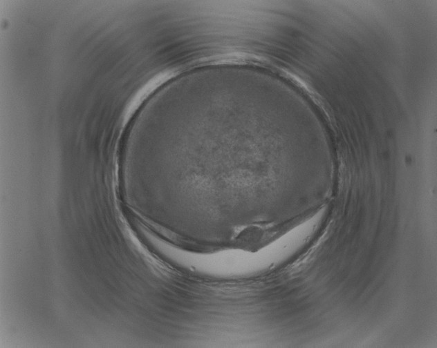 X0000065251418200603031752