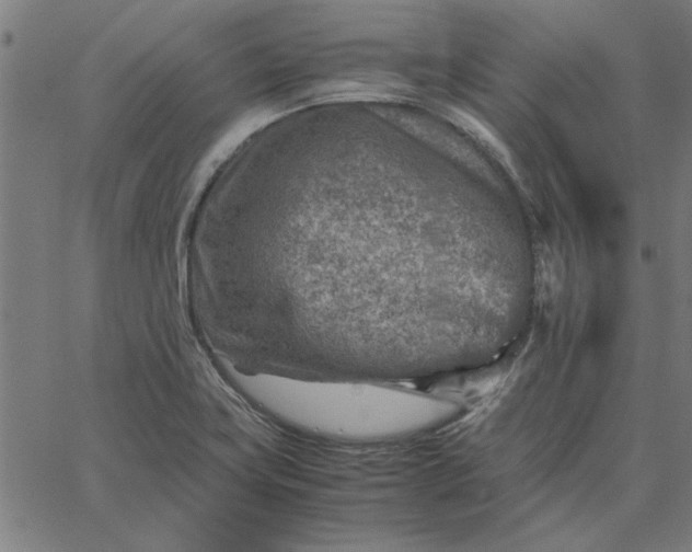 X0000065251419200603031752