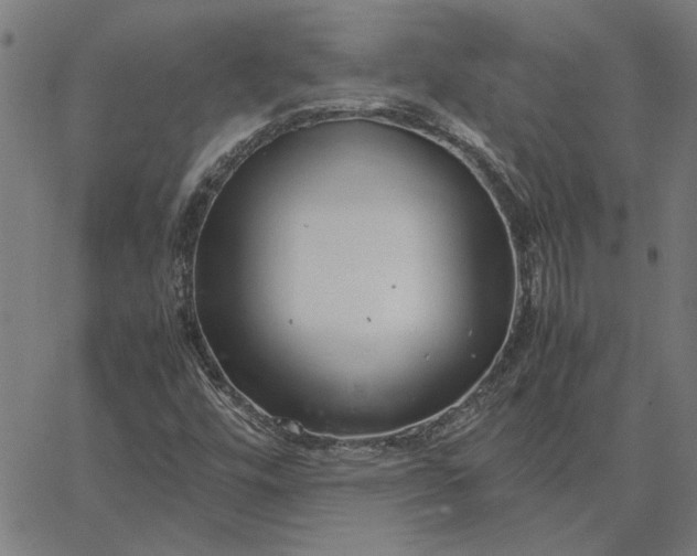 X0000065251448200603031751