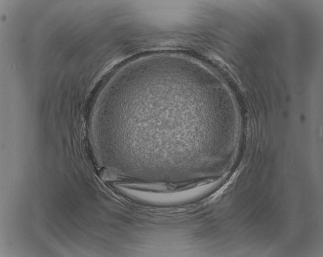 X0000065251449200603031751