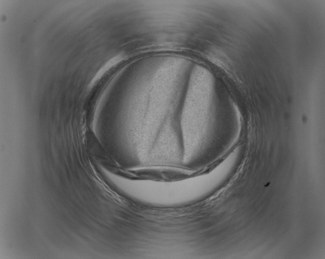 X0000065251450200603031751