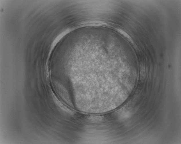 X0000065251466200603031751