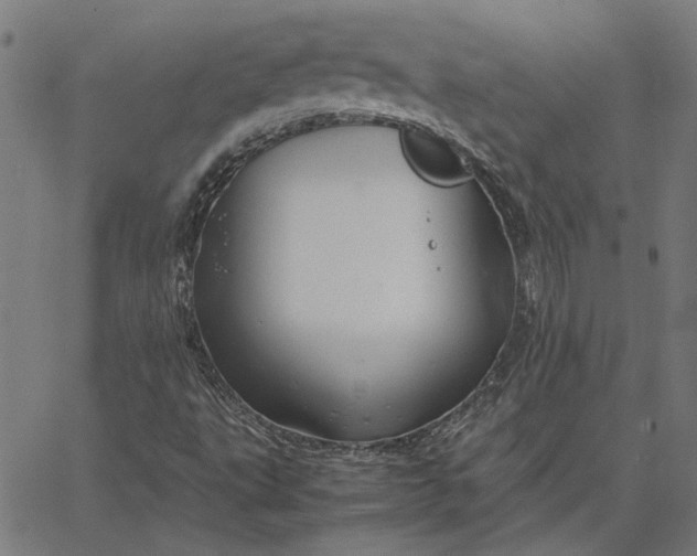 X0000065251495200603031750