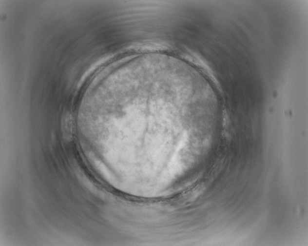 X0000065250012200603131139