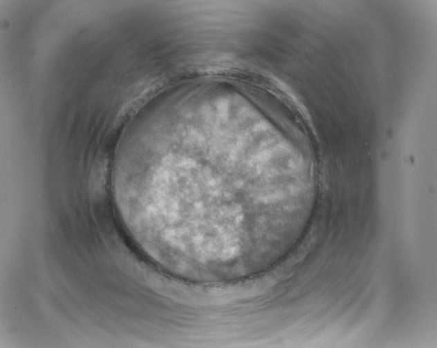 X0000065250018200603131139