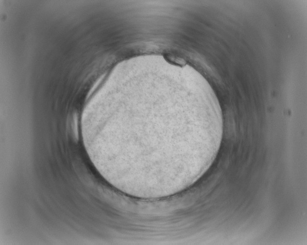 X0000065250022200603131139