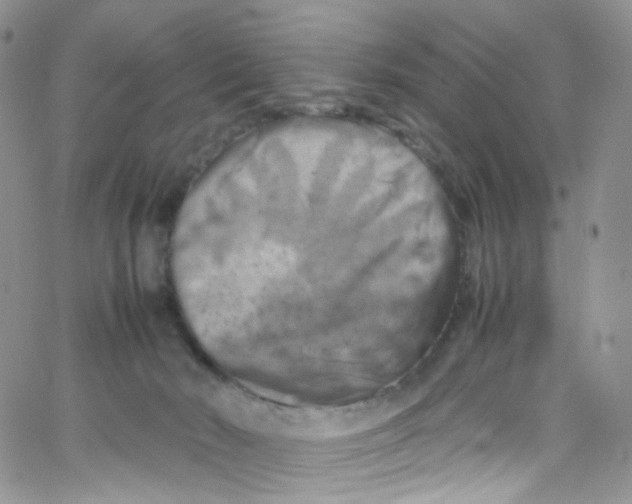 X0000065250030200603131139