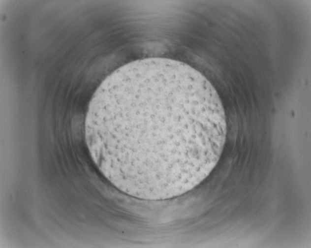 X0000065250034200603131139