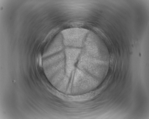 X0000065250046200603131139