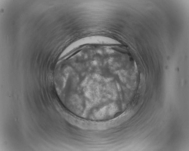 X0000065250048200603131139