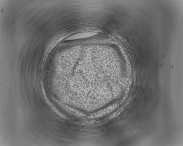 X0000065250049200603131138