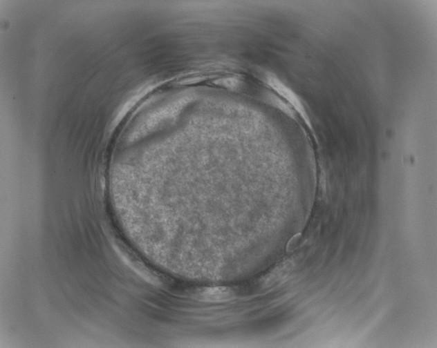 X0000065250059200603131138