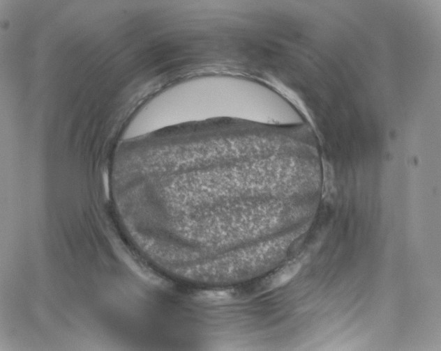 X0000065250061200603131138