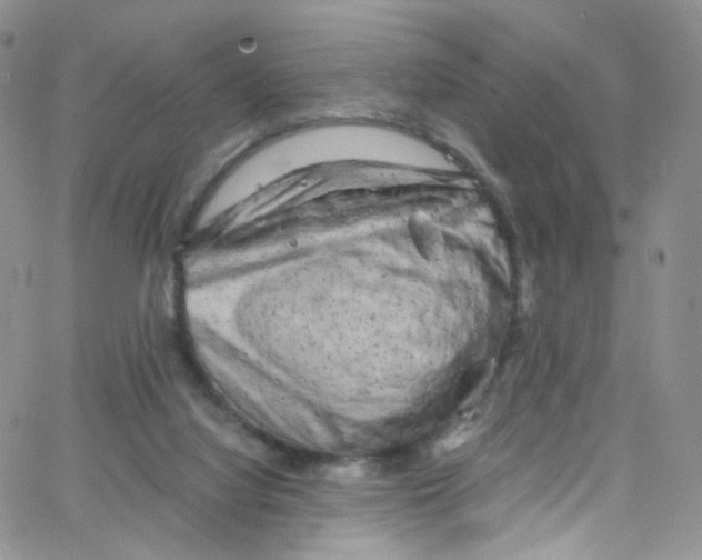 X0000065250068200603131138