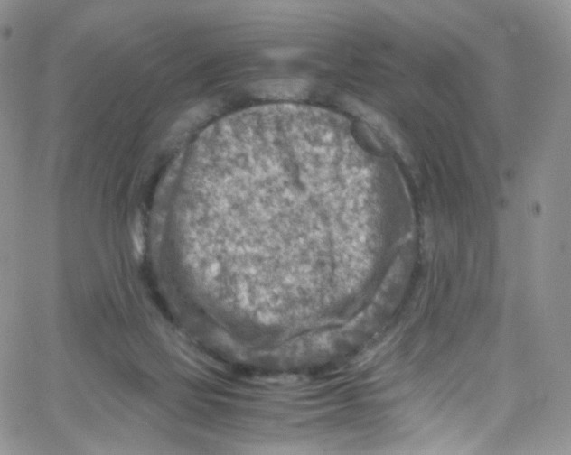 X0000065250069200603131138