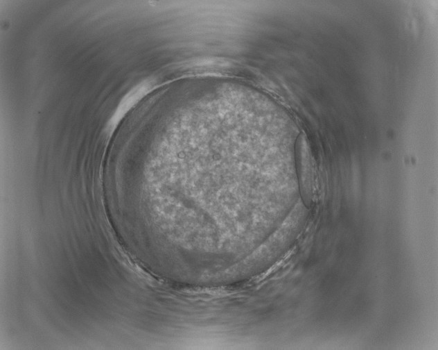 X0000065250099200603131138