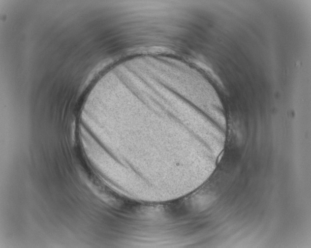 X0000065250110200603131138