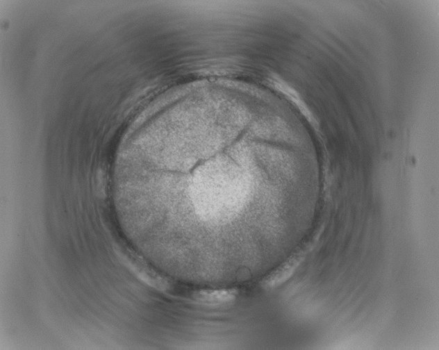 X0000065250161200603131137