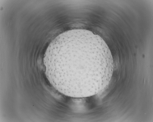 X0000065250187200603131137