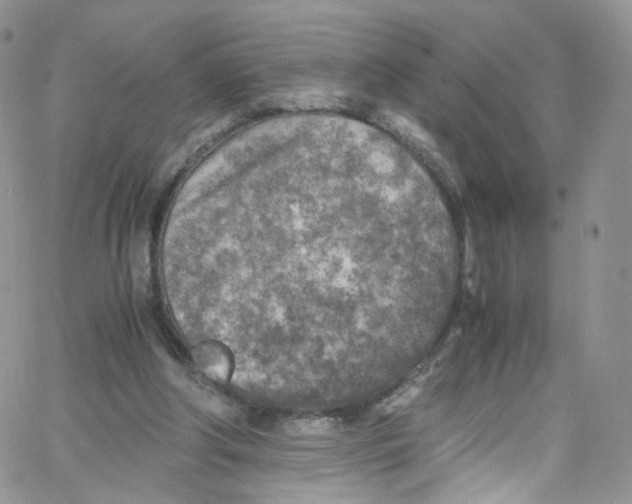 X0000065250202200603131136