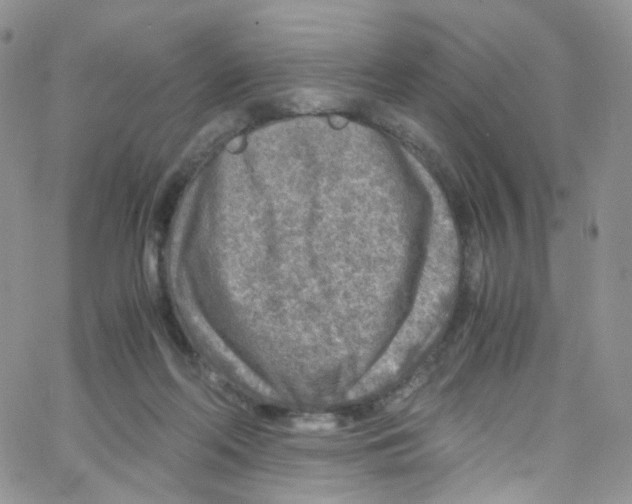 X0000065250214200603131136