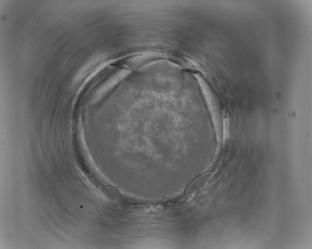 X0000065250243200603131135