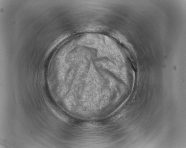 X0000065250250200603131135