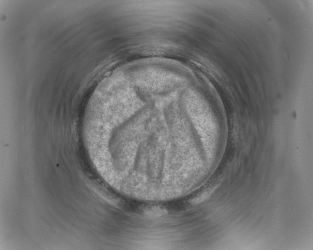 X0000065250258200603131135