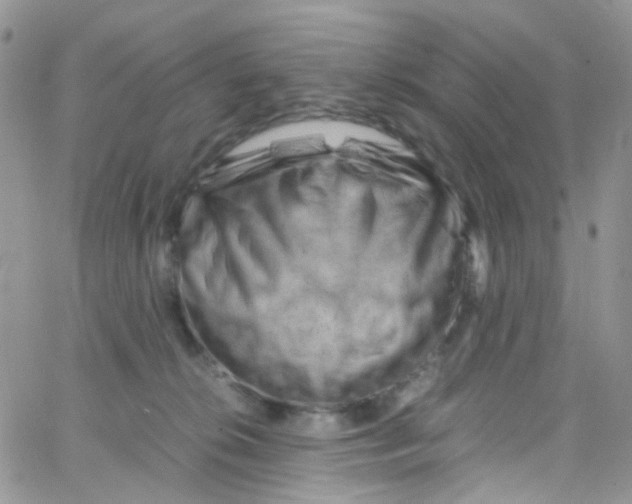 X0000065250276200603131135