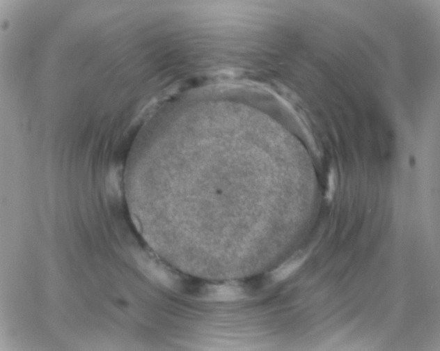 X0000065250286200603131135