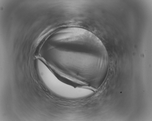 X0000065250295200603131135