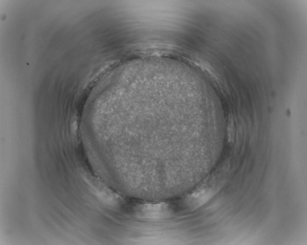 X0000065250314200603131134