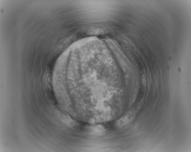 X0000065250322200603131134