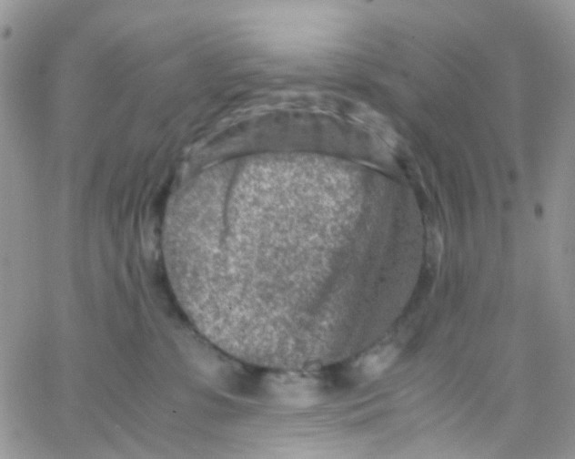 X0000065250331200603131134