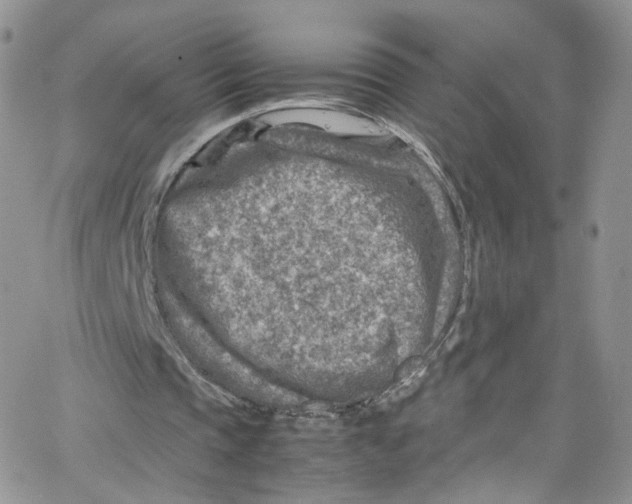 X0000065250337200603131133