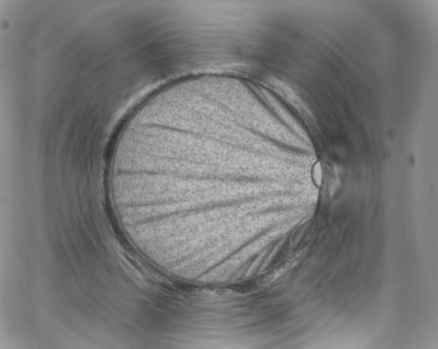 X0000065250346200603131133