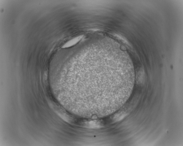 X0000065250365200603131134