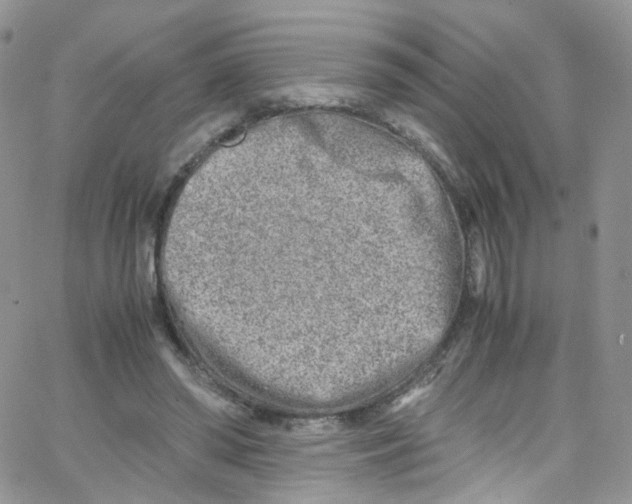 X0000065250398200603131133