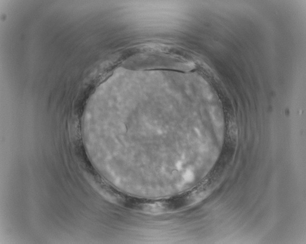 X0000065250411200603131133