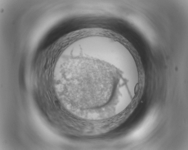 X0000065250431200603131132