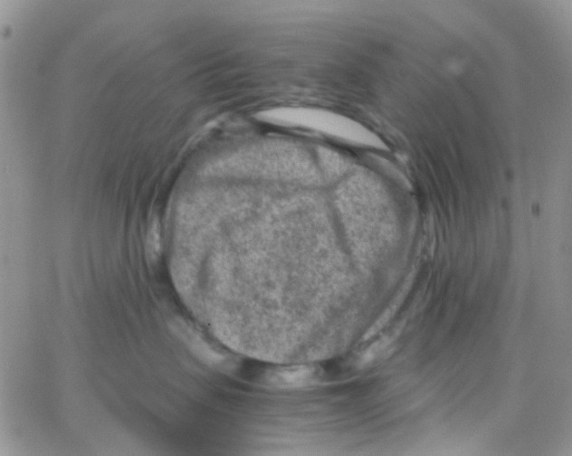 X0000065250479200603131132