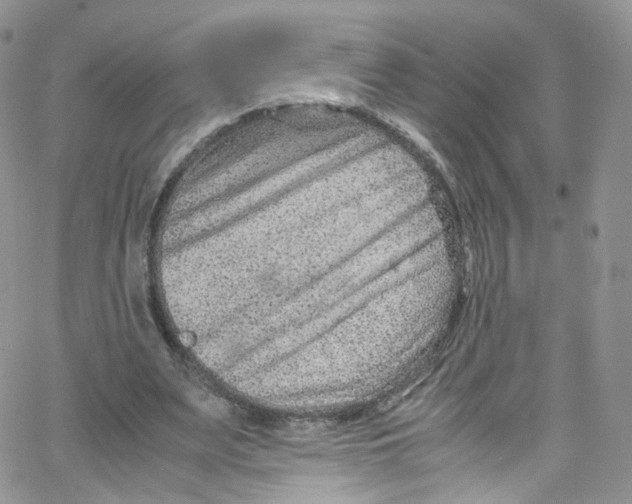 X0000065250487200603131132