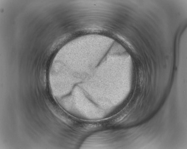 X0000065250494200603131131