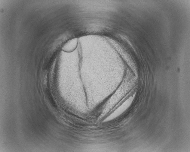 X0000065250495200603131131