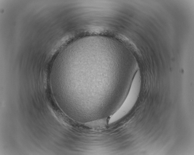 X0000065250496200603131131