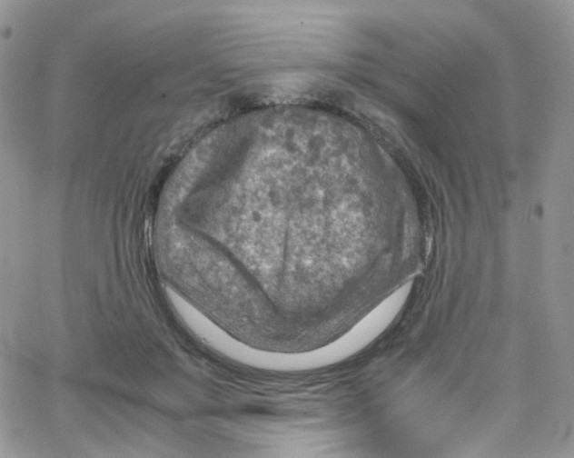 X0000065250503200603131131