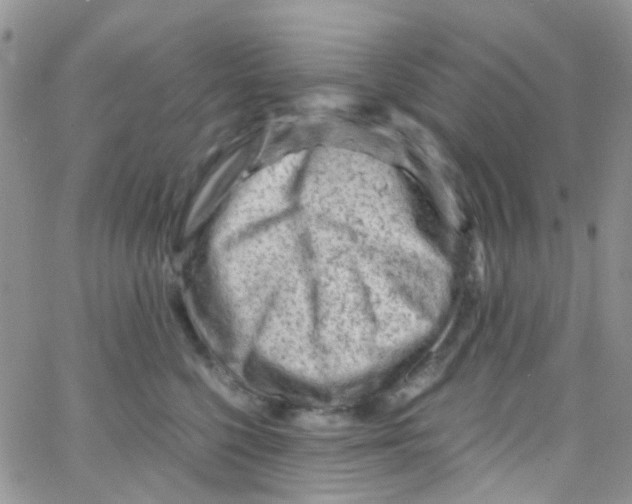 X0000065250568200603131131